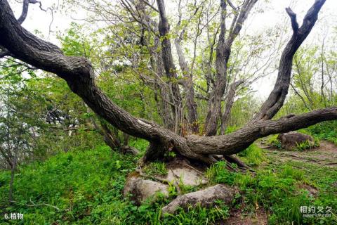 抚顺新宾岗山国家森林公园旅游攻略 之 植物