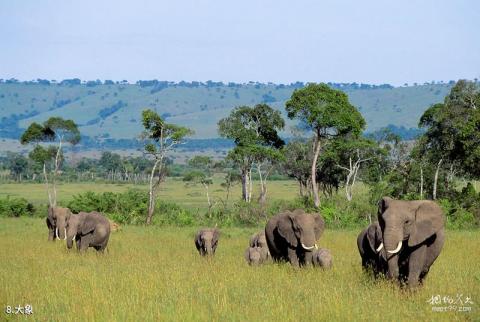 肯尼亚马赛马拉国家保护区旅游攻略 之 大象