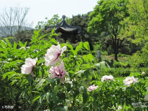 北京植物园旅游攻略 之 芍药园