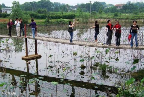 沅江胭脂湖旅游区旅游攻略 之 荷塘荡桥