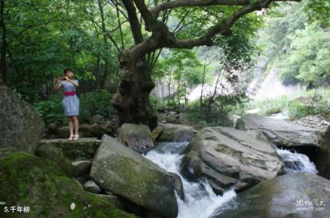 南阳西峡龙潭沟景区旅游攻略 之 千年柳