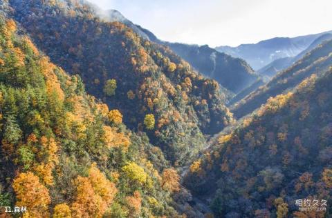 安康飞渡峡旅游攻略 之 森林