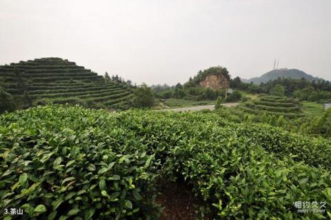 重庆永川茶山竹海旅游景区旅游攻略 之 茶山