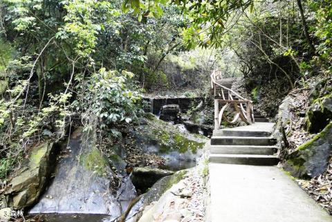 杭州千岛湖森林氧吧旅游攻略 之 森林