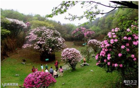 重庆南川金佛山-神龙峡旅游攻略 之 杜鹃观赏园