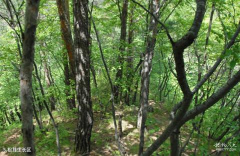 吉林天佛指山国家级自然保护区旅游攻略 之 松茸生长区