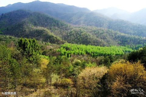 安康化龙山国家级自然保护区旅游攻略 之 植物资源