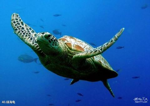 青岛水族馆旅游攻略 之 绿海龟