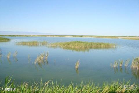 新疆艾比湖旅游攻略 之 生态环境