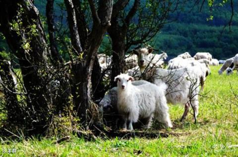 内蒙古赛罕乌拉国家级自然保护区旅游攻略 之 羊群