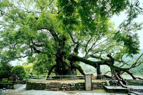 江西婺源风景区旅游攻略 之 严田古樟