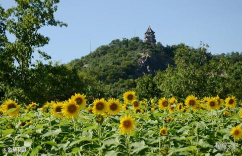 上海辰山植物园旅游攻略 之 金葵花展