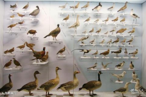 北京国家动物博物馆旅游攻略 之 鸟类展厅