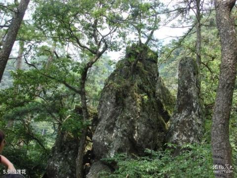 杭州天目山风景名胜区旅游攻略 之 倒挂莲花