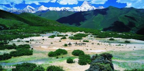 贡嘎山风景名胜区旅游攻略 之 原始森林