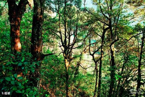 三明君子峰国家级自然保护区旅游攻略 之 植被