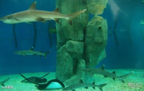 深圳野生动物园旅游攻略 之 水族馆