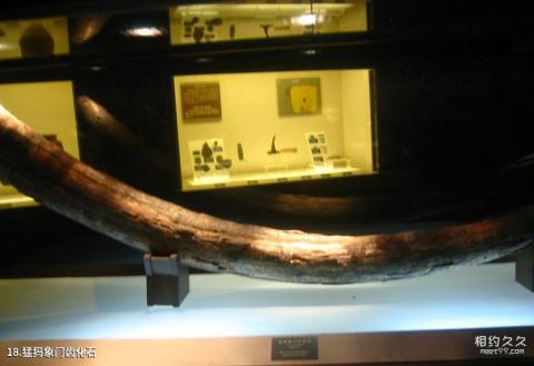大连旅顺博物馆旅游攻略 之 猛犸象门齿化石