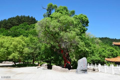 抚顺青龙寺旅游攻略 之 神榆树