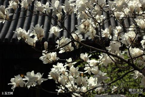 北京西山大觉寺旅游攻略 之 玉兰树