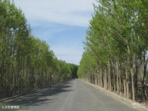 武威沙漠公园旅游攻略 之 沙生植物园