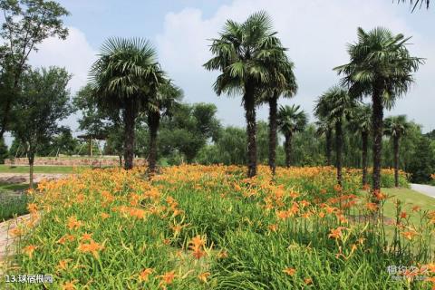 上海辰山植物园旅游攻略 之 球宿根园