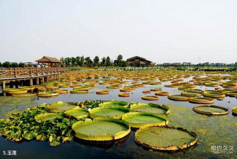 苏州荷塘月色湿地公园旅游攻略 之 玉莲