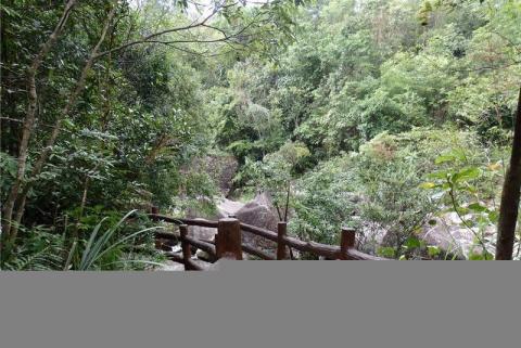 东兴屏峰雨林公园旅游攻略 之 森林