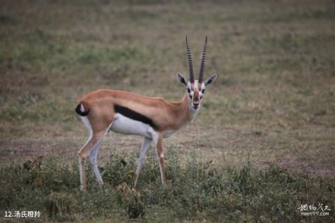 坦桑尼亚恩戈罗恩戈罗自然保护区旅游攻略 之 汤氏瞪羚
