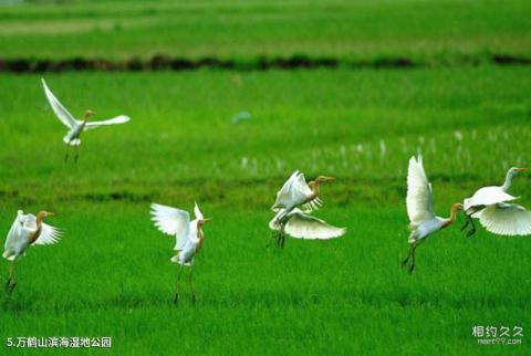 东兴京岛风景名胜区旅游攻略 之 万鹤山滨海湿地公园