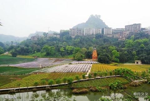 泸州纳溪花田酒地旅游景区旅游攻略 之 花海风车