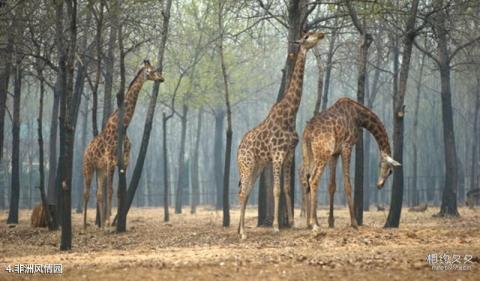 秦皇岛野生动物园旅游攻略 之 非洲风情园