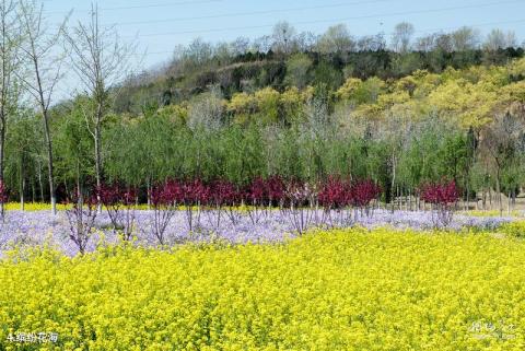 北京田村油菜花地旅游攻略 之 缤纷花海