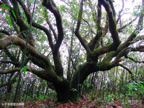 云南腾冲和顺景区旅游攻略 之 千手观音古树群