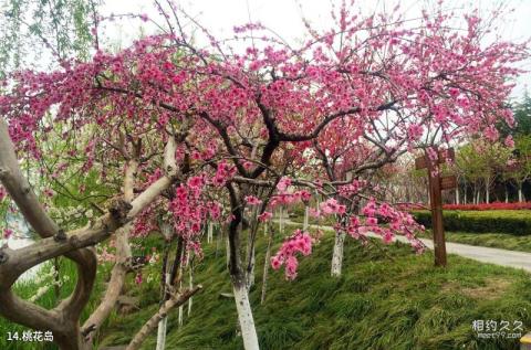 泰州凤城河风景区旅游攻略 之 桃花岛