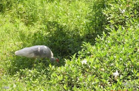 陕西汉中朱鹮国家级自然保护区旅游攻略 之 植被