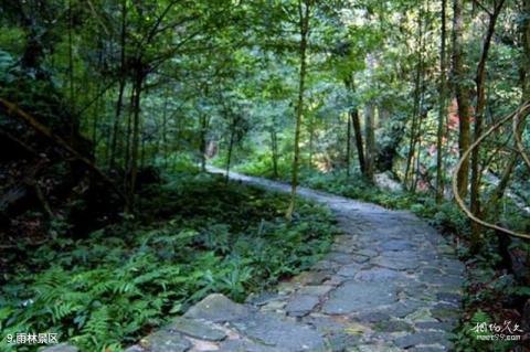 赣州阳岭国家森林公园旅游攻略 之 雨林景区