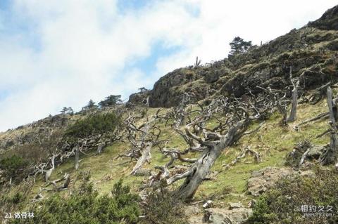 昆明轿子雪山风景区旅游攻略 之 傲骨林