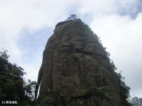 江西上饶三清山旅游攻略 之 神龙戏松