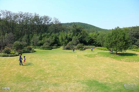 徐州泉山森林公园旅游攻略 之 植物