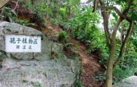 深圳仙湖植物园旅游攻略 之 孢子植物区