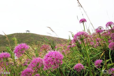 赫章阿西里西·韭菜坪旅游攻略 之 韭菜花