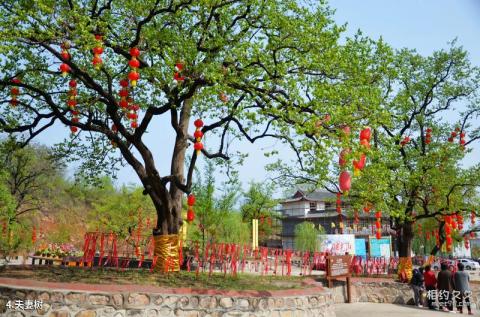 平山佛光山生态风景区旅游攻略 之 夫妻树