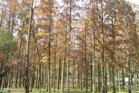 杭州植物园旅游攻略 之 森林公园