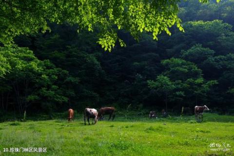 临江花山国家森林公园旅游攻略 之 珍珠门林区风景区