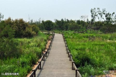 乐亭菩提岛旅游攻略 之 国际观鸟基地