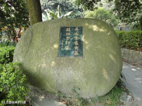 广州丹水坑风景区旅游攻略 之 古荔枝林步行道