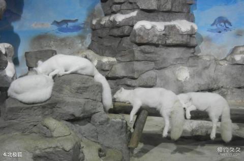 杭州极地海洋公园旅游攻略 之 北极狐