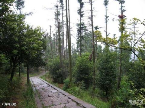 郴州苏仙岭风景名胜区旅游攻略 之 苏岭云松