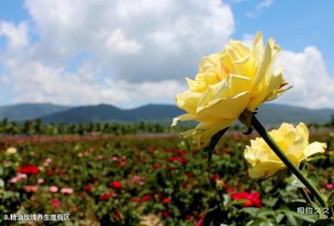 三亚亚龙湾国际玫瑰谷旅游攻略 之 精油玫瑰养生度假区